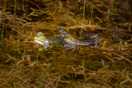 The pool frog or small green frog, in Latin Pelophylax lessonae in mating season, during spring,...