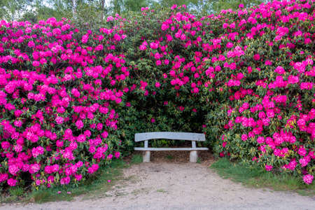 Beautiful pink and purple Rhododendron flowers in the forest near the nature reserve called "Sprengenberg" and part of the nature reserve called "the Sallandse Heuvelrug"の写真素材