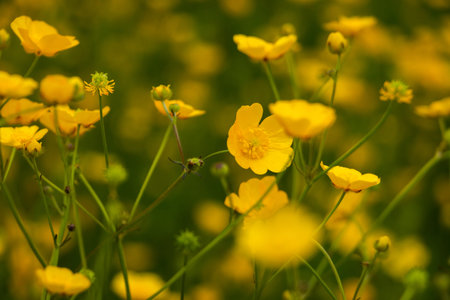 Close up of the beautiful yellow buttercups, blooming in spring, East Groningen province,...