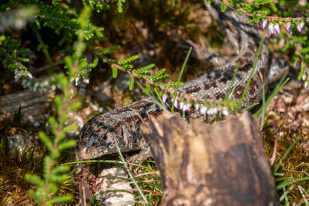 The sand lizard a voracious reptile on a summer between the heath at the national park the high Veluwe'の写真素材