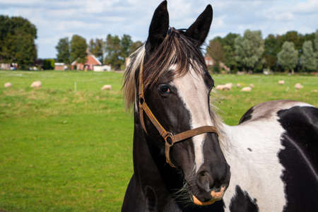 Horses in the pasture of the horse farmer in the beautiful landscape of the province of Drenthe, close to the nature reserve 'Amsterdamse Veld', the Netherlandsの写真素材