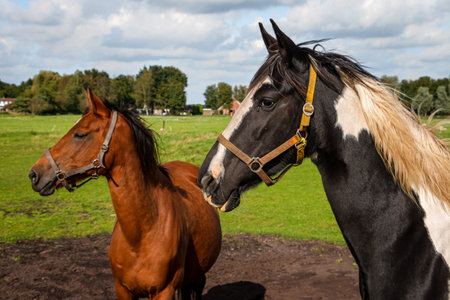Horses in the pasture of the horse farmer in the beautiful landscape of the province of Drenthe, close to the nature reserve 'Amsterdamse Veld', the Netherlandsの写真素材