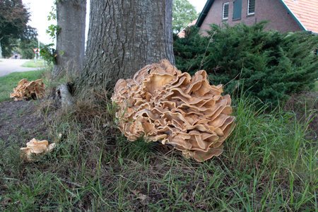 Huge shelf fungus, growing on a living tree, a parasitic mushroom with brown and beige colors, the Netherlandsの写真素材