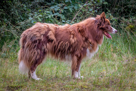 Border collie a sheepherding dog that vigilantly and faithfully leads the sheep across the moor in the park named 'Witte Veen', Gelderland province, the Netherlandsの写真素材