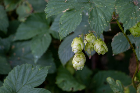 Common hops a climbing plant whose fruit cones are used in the preparation of beer, province of...