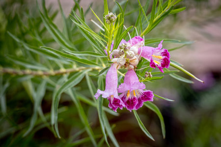 Chilopsis or the Chilopsis linearis. It is known as desert willow or desert-willow, because of its...