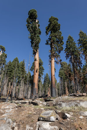 Sequoia National Park, the forest with many burned trees after the large forest fires caused by...
