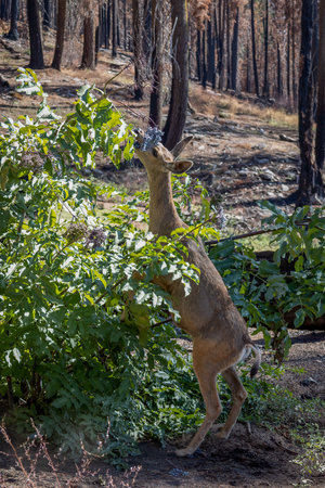 Mule deer in the forest with the many burnt trees in the kings canyon and sequoia national park, California, USAの写真素材