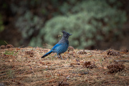 Steller's jay, with its beautiful blue feathers and fine crest, also known as the long-crested jay, mountain jay and pine jay.の写真素材