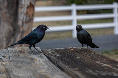 The brewer's blackbird, adult males have black plumage with an iridescent purple head and neck and shiny blue-green highlights on the rest of the body, taken in Yosemite park, USAの写真素材