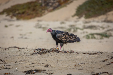 The california condor, the largest north american land bird, feeding itself on the west coast beach of California, USAの写真素材