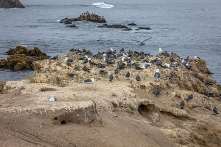 A rock in the Pacific Ocean on the west coast of California filled with Heermann's gulls and Herring gulls.の写真素材