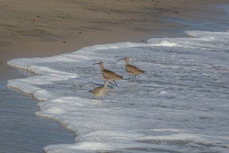 Three whimbrels with the long beaks, the high legs and the brown plumage near the pacific ocean on the beach of Malibu, California, USAの写真素材