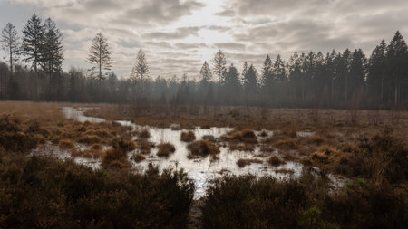 A bleak cold winter day in Sleenerzand forestry near a small pond surrounded by grasses and...