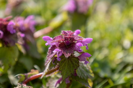 The pretty purple flowers of the dead nettle also called in Latin 'Lamium Purpureum'. From a distance of an unimpressive flower, at macro distance of a beautifully shaped flowerの写真素材