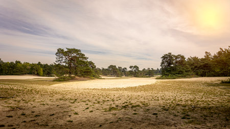 Beautiful sandy plain and sand dunes with beautiful pine trees and heathlands, in the nature reserve near the town of Junne municipality of Overijssel, the Netherlandsの写真素材