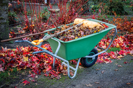 Clearing the brightly colored autumn leaves in the garden with a rake and collecting them in a wheelbarrow, the Netherlandsの写真素材
