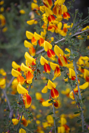 Close up of the yellow broom, with the bright yellow and red colored petals, a strong shrub that grows on poor soil, the Netherlandsの写真素材