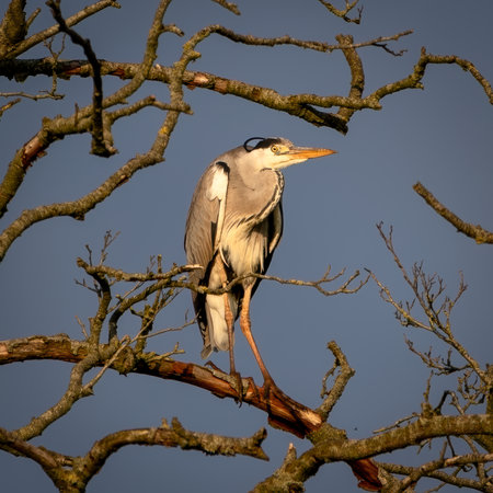 Heron in a dead wide-branched tree on a warm spring evening in the province of Drenthe, the Netherlandsの写真素材