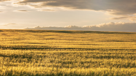 The ripening grain under a setting sun with a golden glow, growing on the farmland near the village of Bozanov, Czech Republicの写真素材