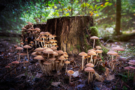 Beautiful brown-orange mushrooms in a group near a sawn-off rotting tree trunk in the nature park near Dwingeloo, the Netherlandsの写真素材