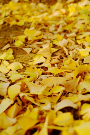 Fallen golden ginko leavesの写真素材