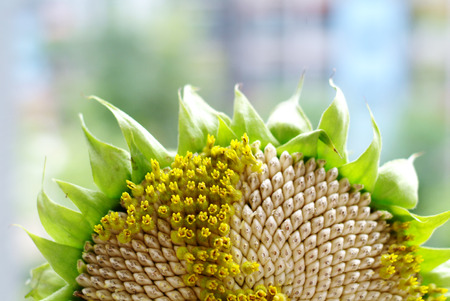 Close up of sunflowerの写真素材