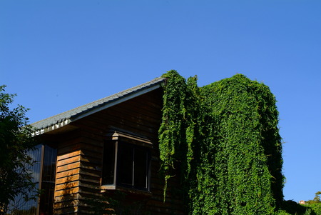 House overgrown with green ivyのeditorial素材