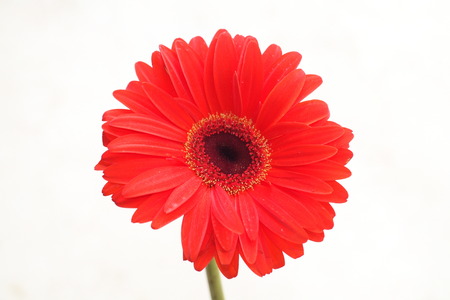 Red Chrysanthemum flower isolatedの写真素材