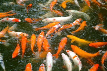Ornamental fishの写真素材
