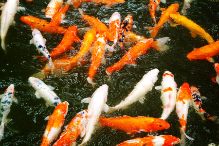 ornamental fishの写真素材