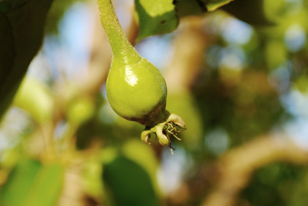 Young green pearsの写真素材