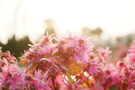 Loropetalum flowers in springの写真素材