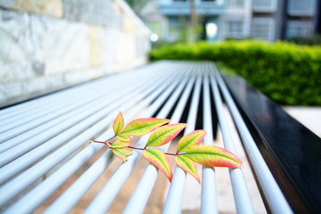 Autumn leaf on a benchの写真素材