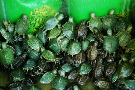 Group of turtlesの写真素材