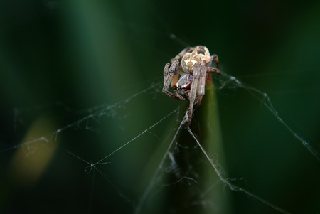 spider on the lineの写真素材