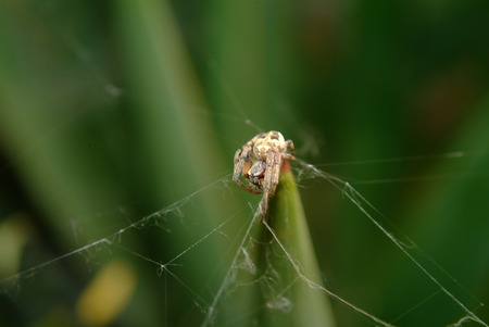 A walking spider on the lineの写真素材