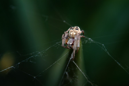 A walking spider on the lineの写真素材