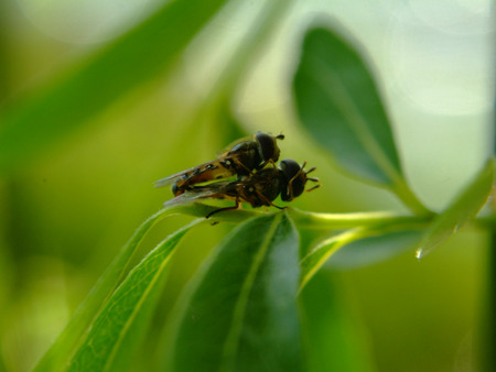 Flies Matingの写真素材