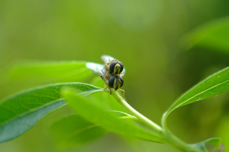 Flies matingの写真素材