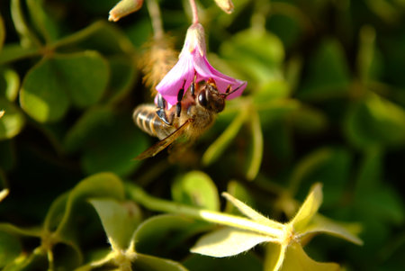 Flower and bee