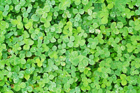 Green Clover background