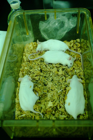 Coma mouseの写真素材