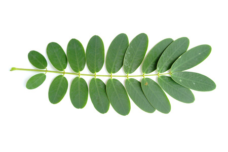 Leaf isolatedの写真素材