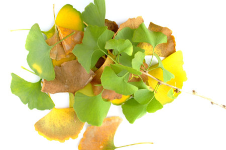 Ginkgo Leaves
