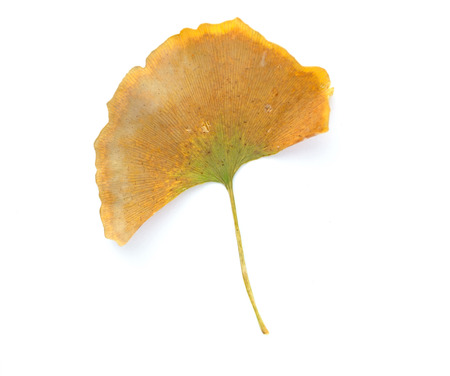 GINKGO LEAVESの写真素材