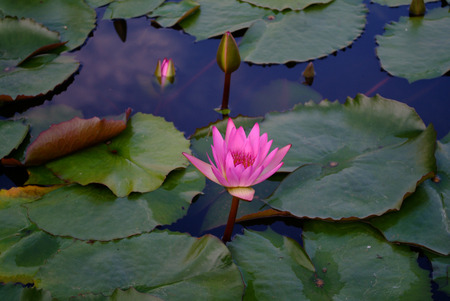 Water Lily flowerの写真素材