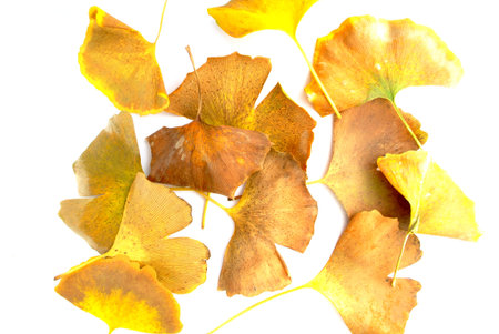 Gingko Leaves