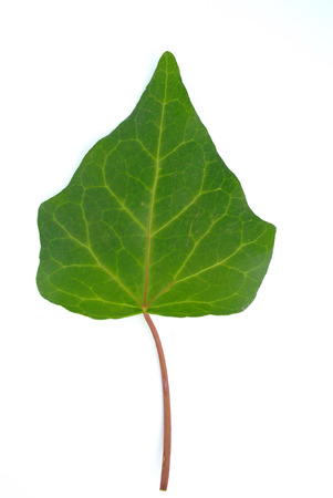 Ivy leafの写真素材