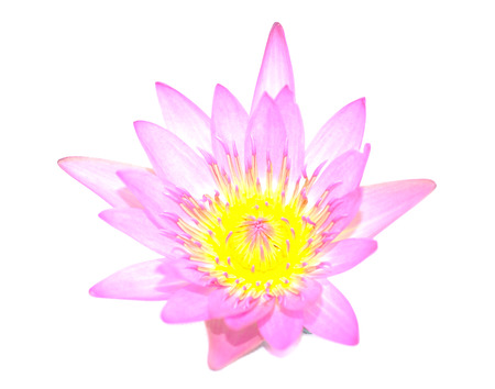 Water lilyの写真素材